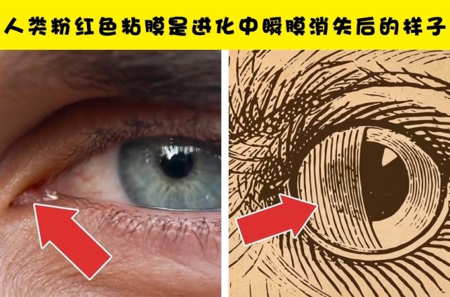 1,人类粉红色粘膜是进化中瞬膜消失后的样子