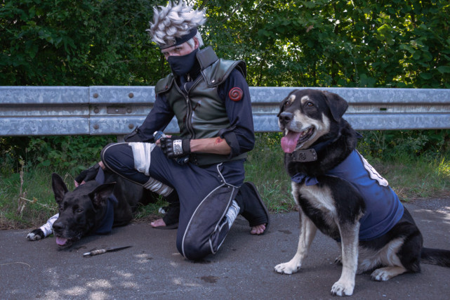 卡卡西八忍犬cos秀,将"法斗"打扮成忍犬,这样的小奶狗萌翻了