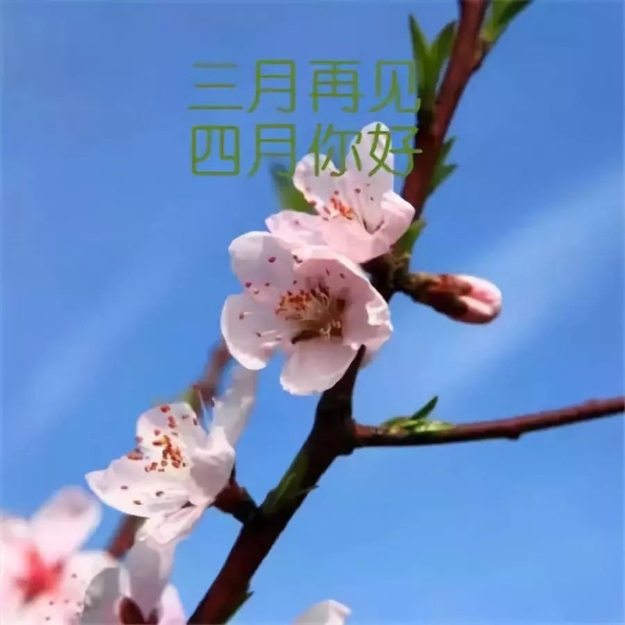 三月再見四月你好的文案適合四月發朋友圈的唯美句子4月你好早安心語