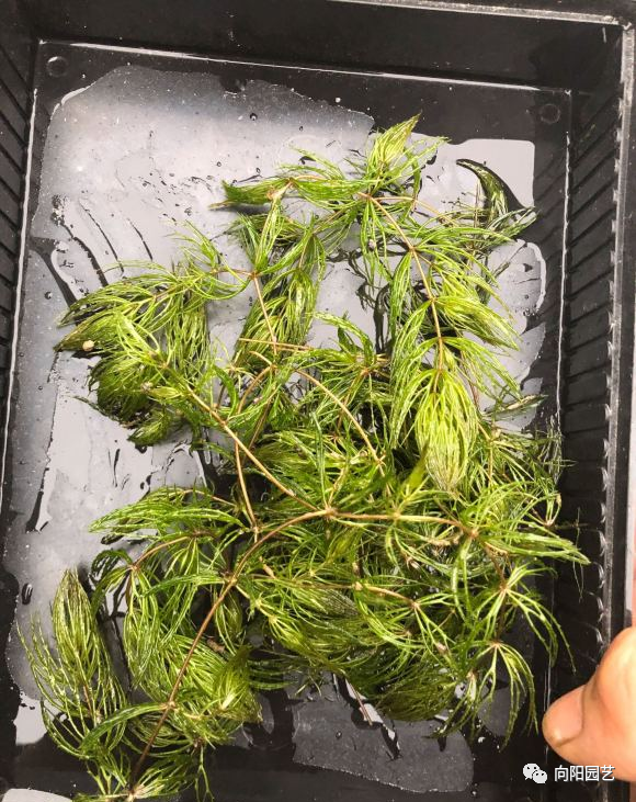 新手养鱼 怎么养殖水草 试试这 3种 种进鱼缸不用管 腾讯新闻