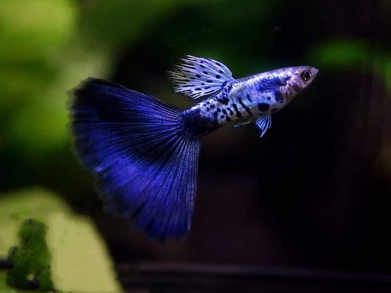 长见识了孔雀鱼竟然有这么多好看的品种