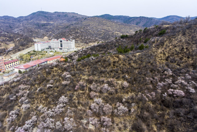 太岳深处桃花艳|沁源县|黄土坡村|无人机|太岳山
