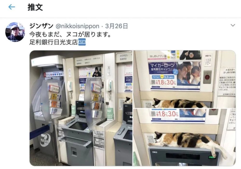 在家隔离久了 人没疯 猫疯了 腾讯新闻