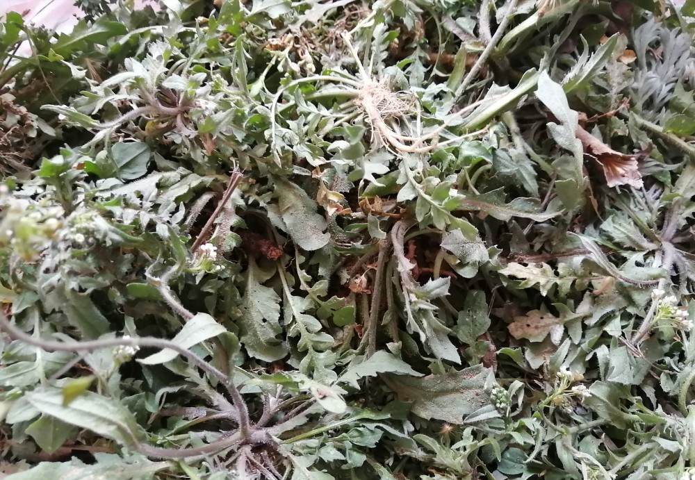 在北方说起荠菜,恐怕十个人里面有九个会想到荠菜饺子.