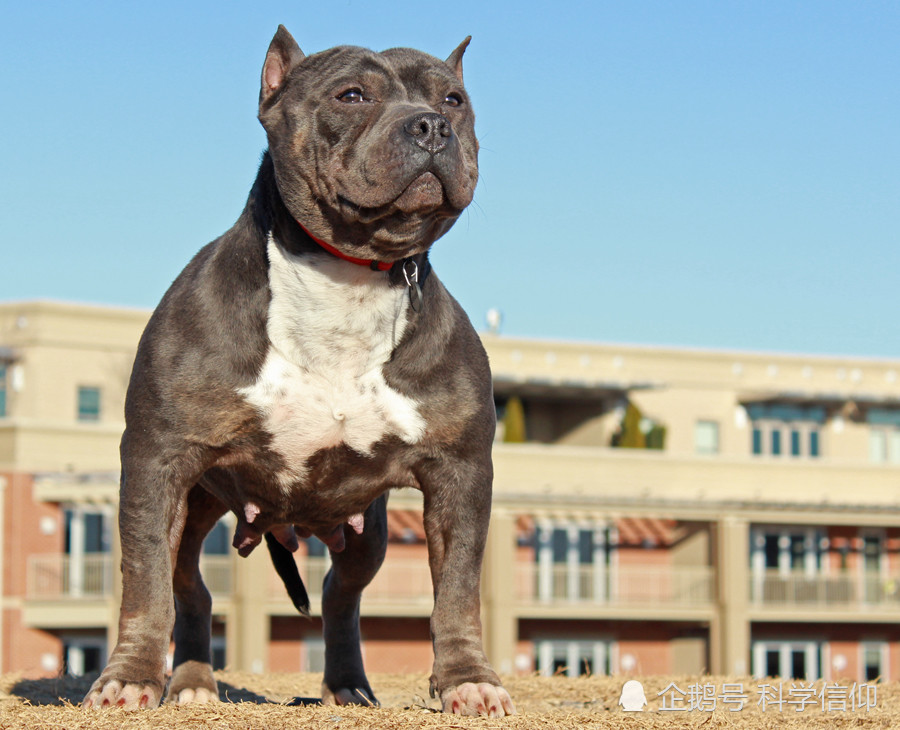 是敢於鬥牛的比特犬,還是找獅子打架的平頭哥?_騰訊新聞