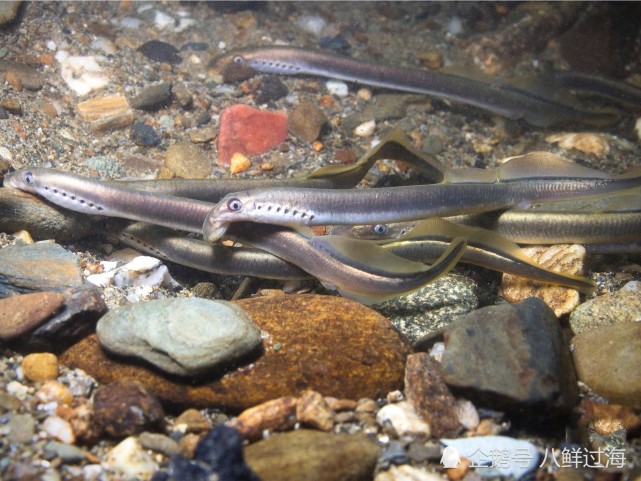 歐洲七鰓鰻入侵北美五大湖衝擊鱒魚產業迫使美加聯手除害