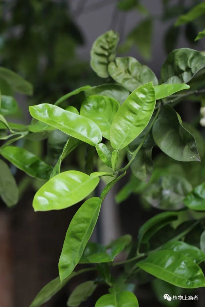 单身复叶,翼叶短于叶的一半这是我第二次解剖柚花了.