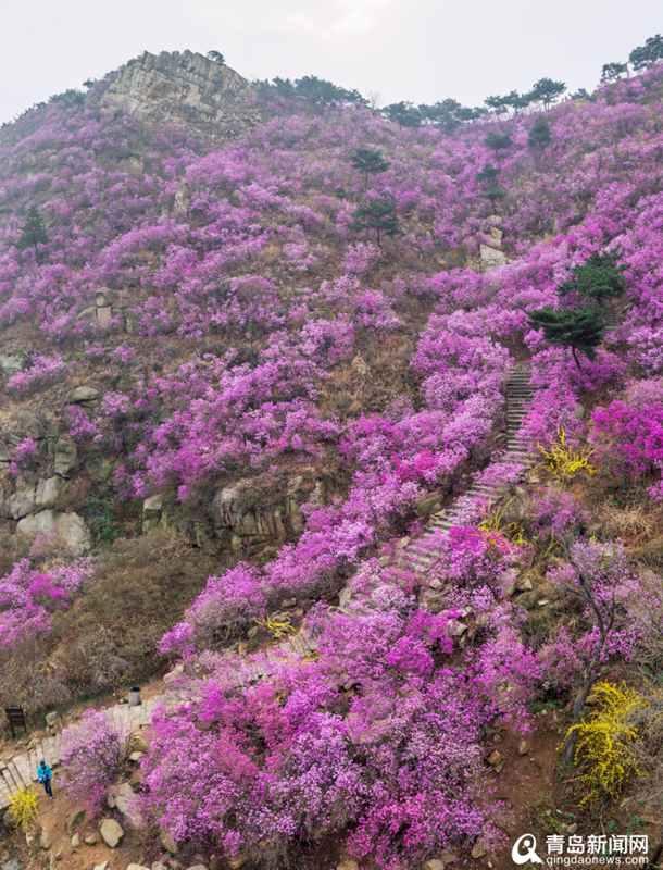 滿目粉紅大珠山杜鵑花本週迎來盛花期