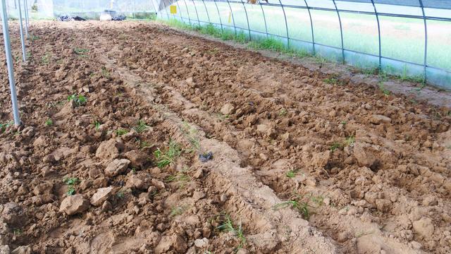 病虫害|种菜年年闷棚，怎样做才有效果？农户做好4点，病虫害都少了