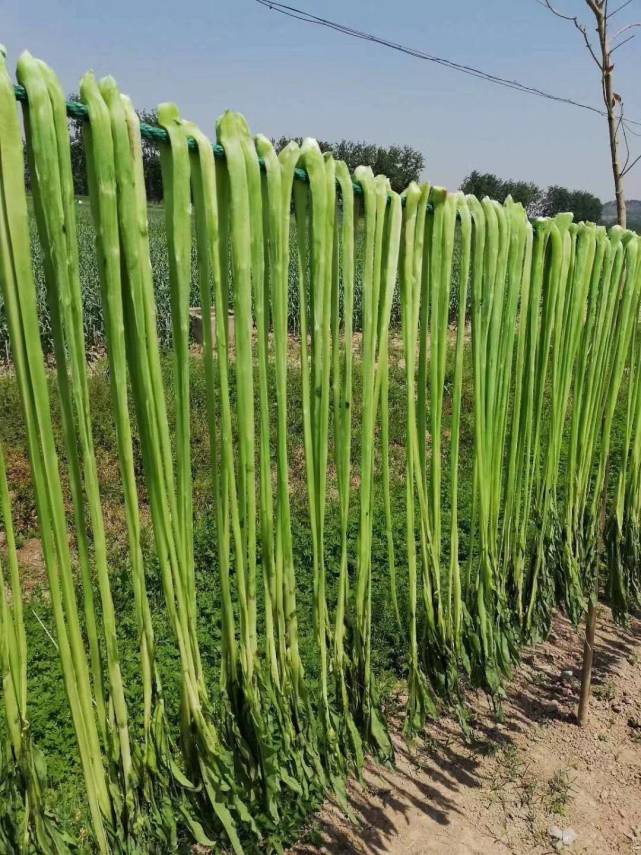 吃火锅你最爱点的贡菜是莴笋干