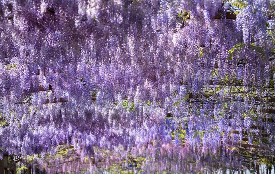 日本皇家紫藤移驾成都 紫藤隧道浪漫无匹 3公里长廊绽放芳华 腾讯新闻