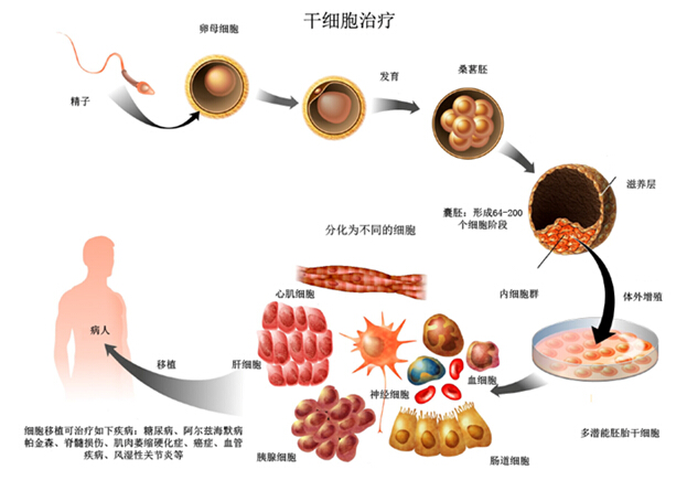 关于培养人体干细胞美容的信息