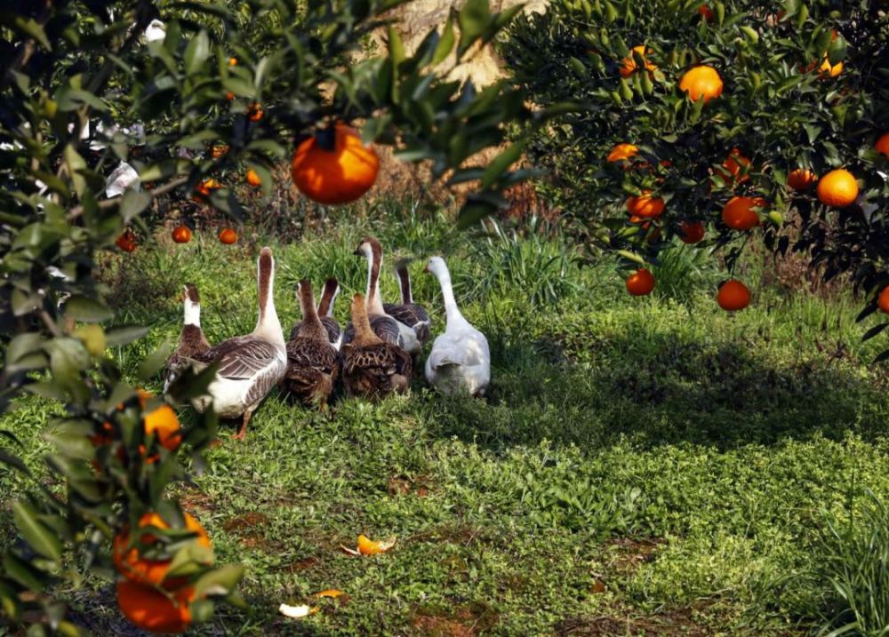 家乡,有一片这样的果园_腾讯新闻