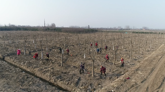 安徽:有序推進春季植樹造林