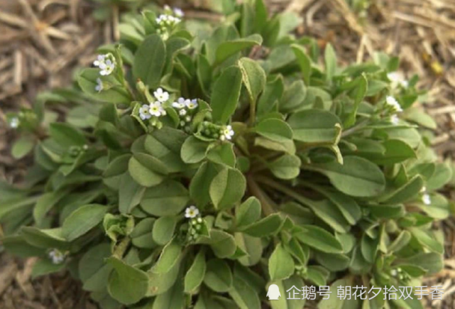 农村常见的野草用来包包子很美味具有很多食疗功效