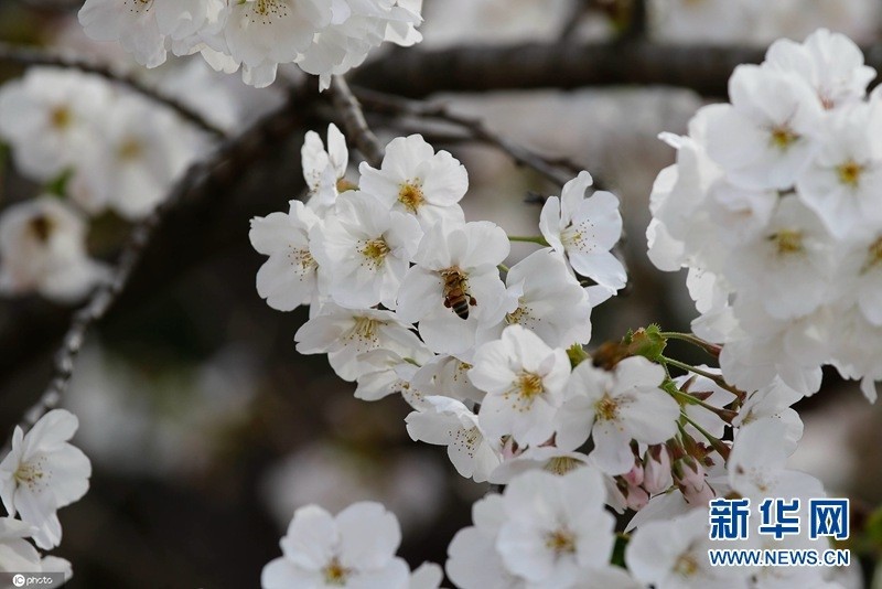 韩国尚州樱花盛开 美如画卷