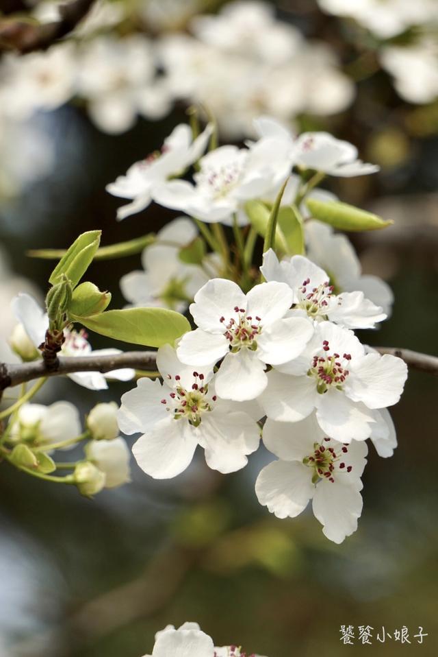 梨花淡白柳深青 柳絮飞时花满城 最美人间四月天 腾讯新闻