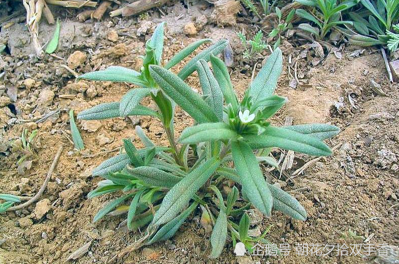 春天地里常见的野草,农家人视其为杂草,殊不知具食药两用性