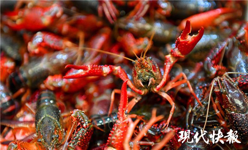 南京人：湖北小龙虾可以约啦！首批2000斤抵达众彩_腾讯新闻