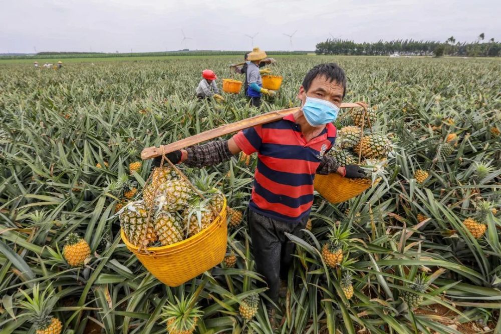 徐闻 菠萝的海 上热搜成网红 腾讯新闻