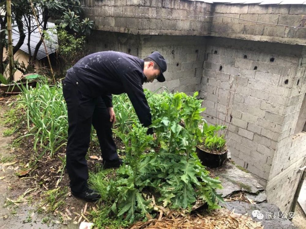 歙县公安让罂粟"万恶之花"无处绽放!