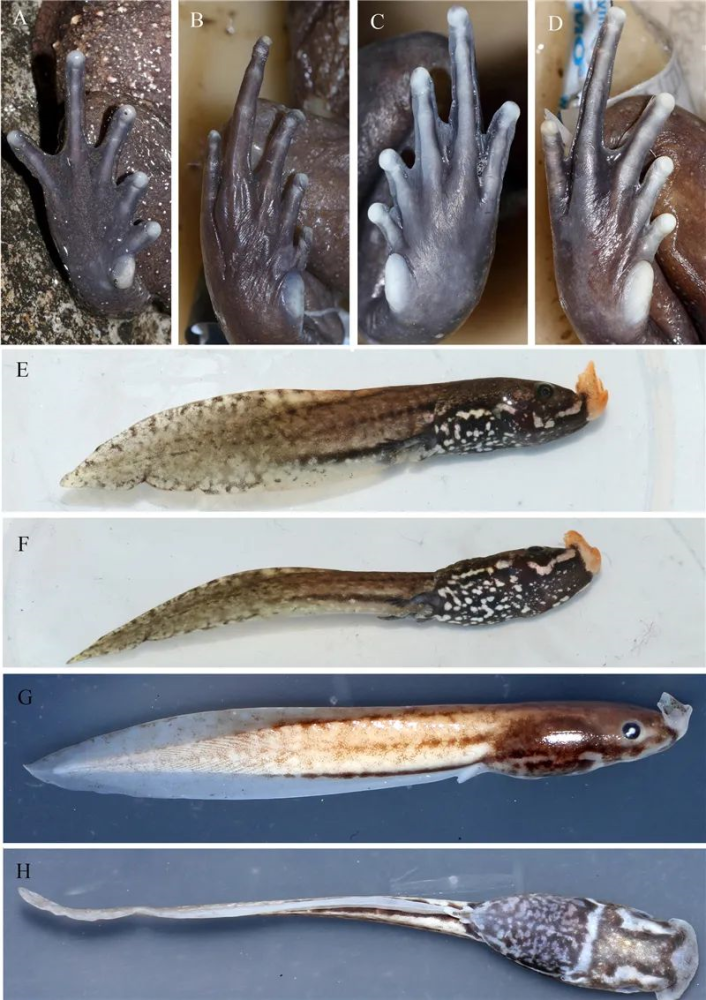 九连山又有重大发现!