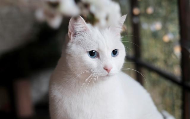 经日本和美国研究 猫的毛色会影响性格 真科学还是博眼球 腾讯新闻