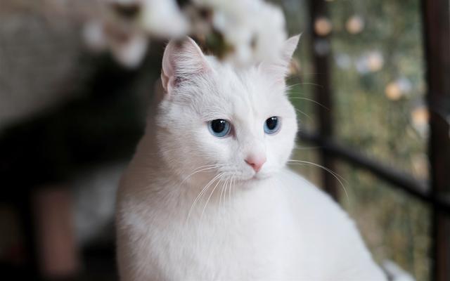 经日本和美国研究 猫的毛色会影响性格 真科学还是博眼球 玳瑁猫 三花猫 美国 日本