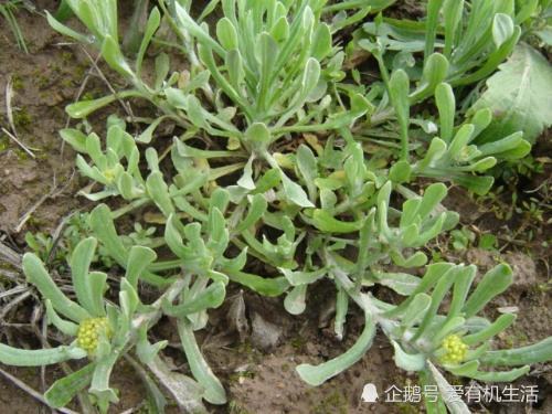 在浙江温州清明节要吃棉菜饼