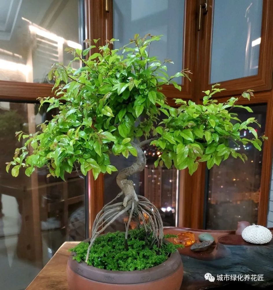 雀梅盆景下山桩怎么快速发根,发芽不代表发根,移栽养胚时间关键