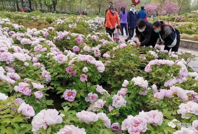 隋唐城遺址植物園遊園賞花活動今日開啟|隋唐城遺址植物園|洛陽|身份