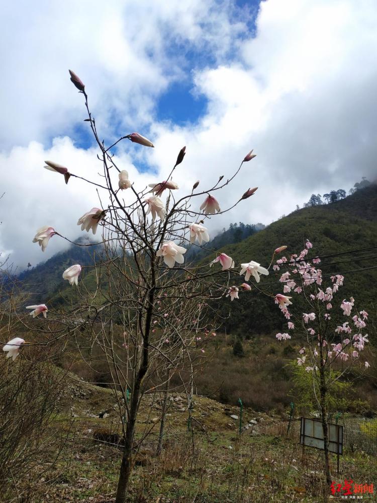 8年前种下濒危植物康定木兰 如今在四川贡嘎山景区开花