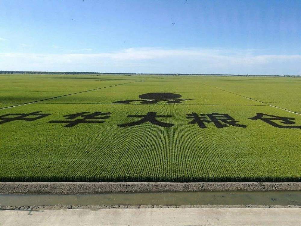 中华大粮仓年入31亿机械化超美国成我国最大农业上市公司