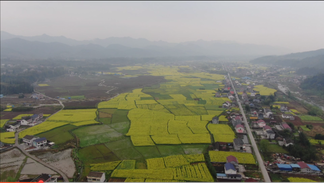 春日美景:万坪镇千盲油菜花海惹人醉