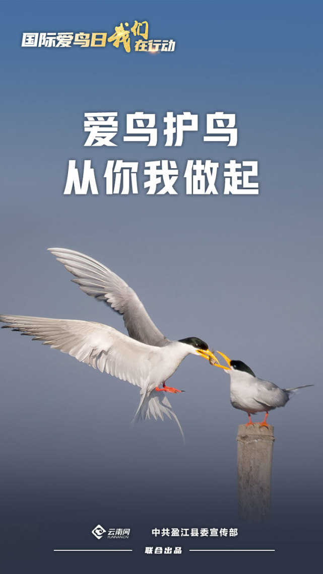 国际爱鸟日我们在行动