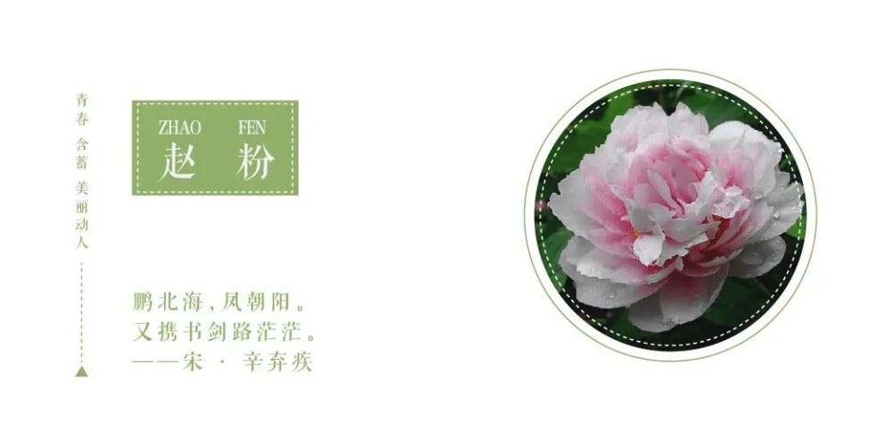 看见洛阳的美之牡丹花语