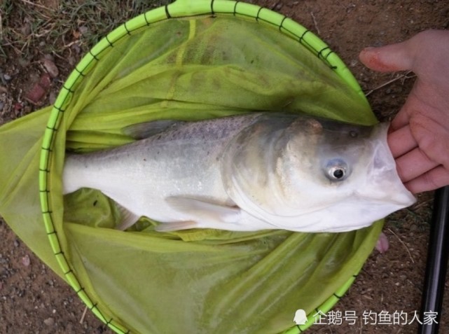 長江野釣鰱鱅,用蚯蚓守釣鰱鱅魚,釣獲一條5斤長江野生鰱鱅魚