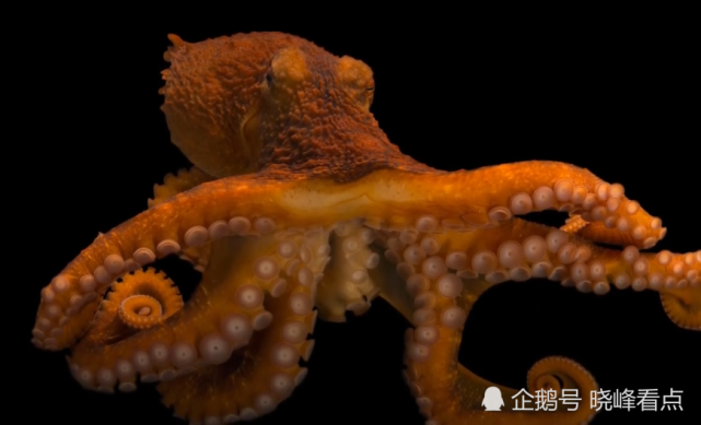 世界上最美丽的10种章鱼,你见过几种