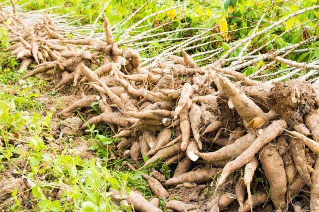 "毒性最大"的农作物,外国人不敢吃,在中国却供不应求|木薯