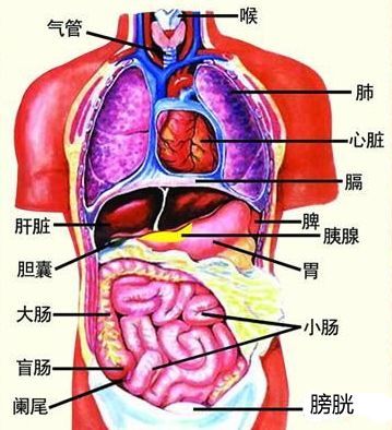 包括脾,胃,肝,膽,腎,膀胱,大腸,小腸,子宮等臟腑,如果腹部經絡不通