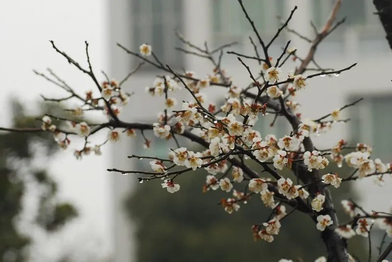 李敏修《中州文獻徵輯處》中的《白梅詩》_騰訊新聞