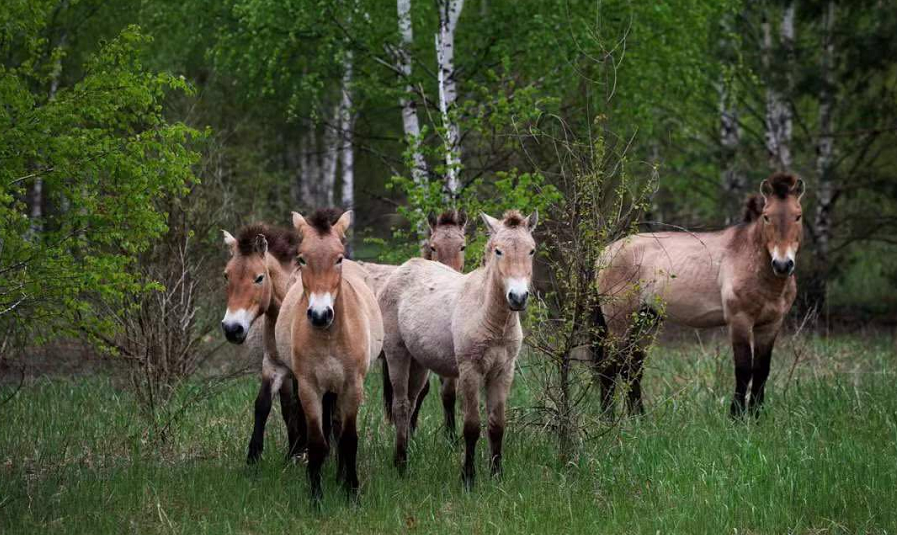 地球|假如有一天人类消失了，地球会变成啥样？看了模拟图真的很壮观