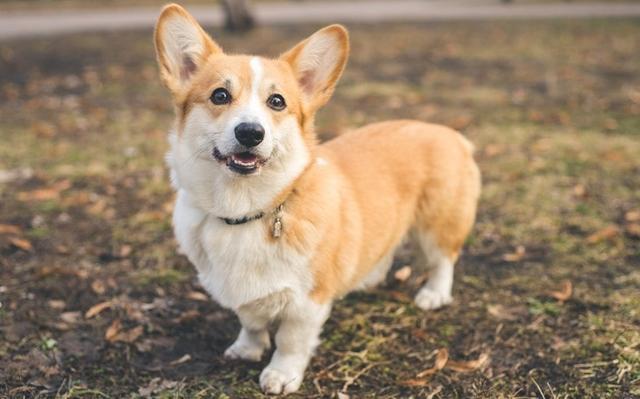 除了柯基犬外 还有哪些天生小腿短的狗狗 狗狗 猪獾 巴哥 狄文 法国 八哥 小短腿 吉娃娃 柯基犬 短脚长身梗