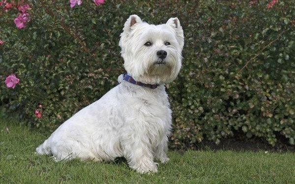 西高地白梗犬,狗界中的"拿破仑"