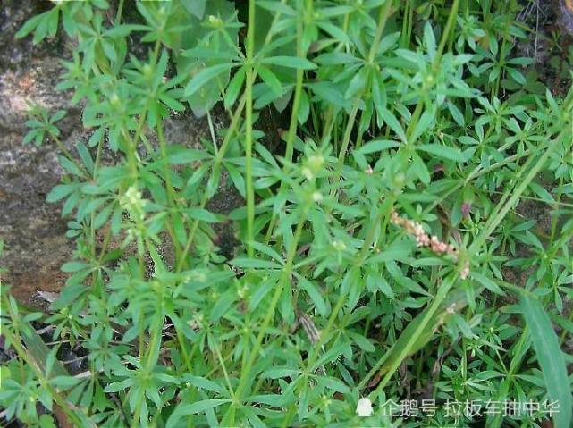 除草劑中萬金油闊葉雜草鬼見愁