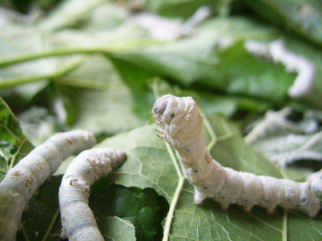 法国养殖场的蚕得了怪病找来一本天工开物所有问题解决了