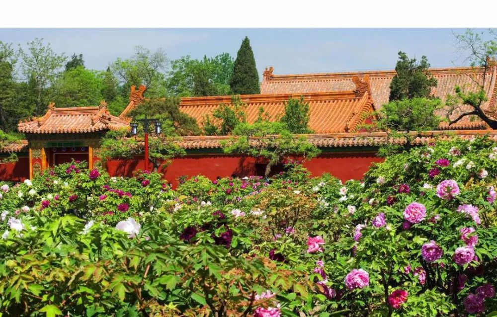 现在北京最大的牡丹观赏园是在景山公园.