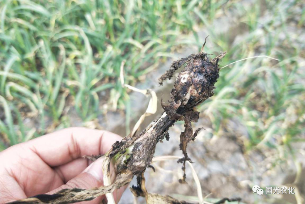 发病植株,茎基部变软腐烂,鳞茎表皮变黑腐烂 二,大蒜白腐病的发病规律