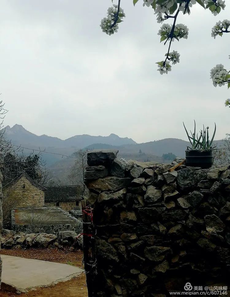 卫辉花园村韭菜沟美类呵瑟