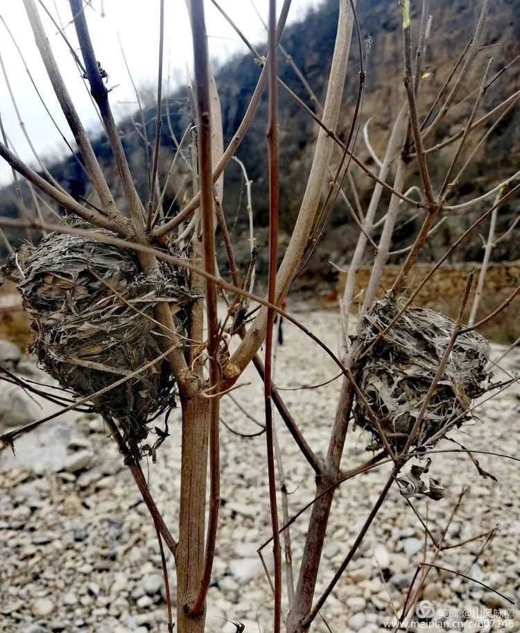 欲往裡走,兩旁連翹花開得欲豔…不僅僅是山桃連翹的爛漫,還有鬼見愁的